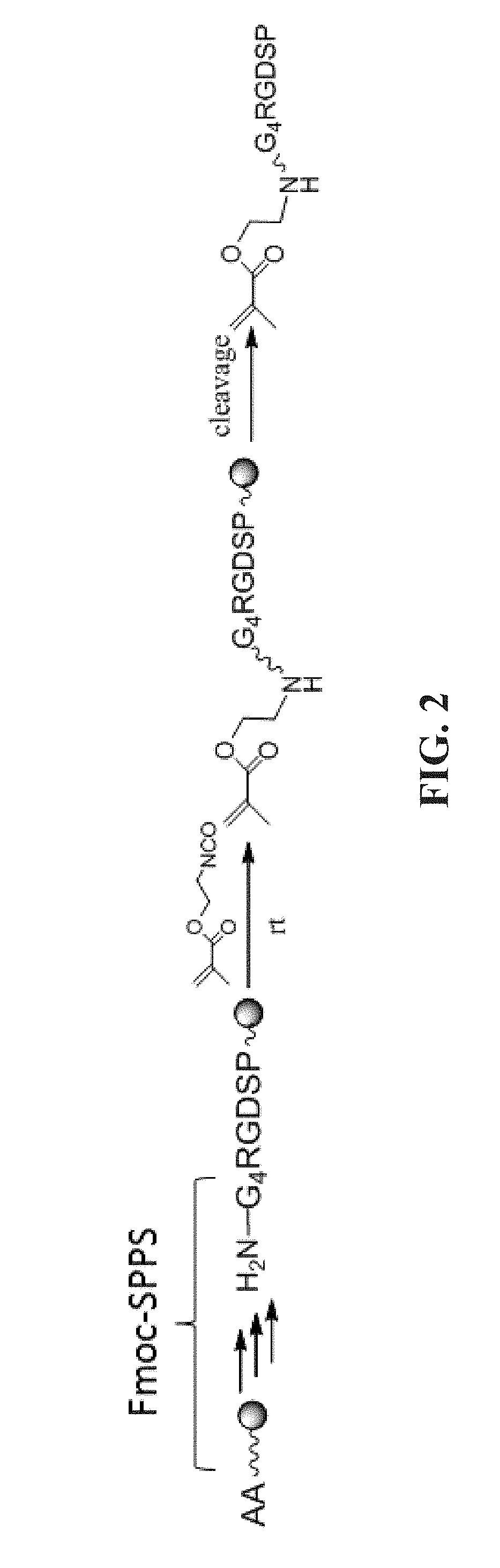 Bi-Functional Arginine-Glycine-Aspartic Acid (RGD) Peptides and Methods to Promote Angiogenesis