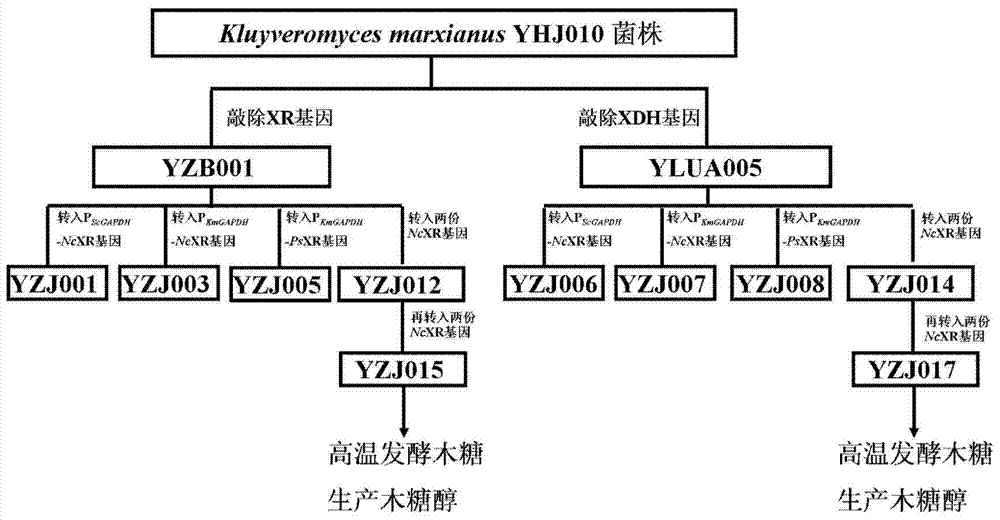 Construction and application of engineering strains with high temperature and high yield of xylitol