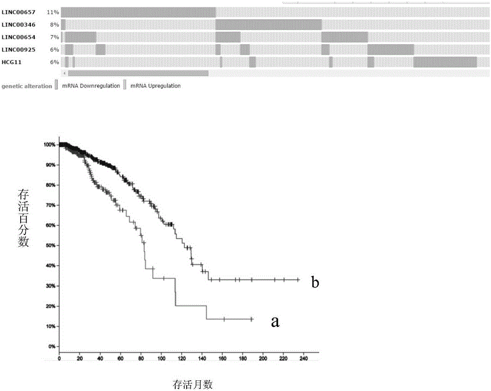 Breast tumor prognosis biomarker LncRNA detection method and clinical application thereof