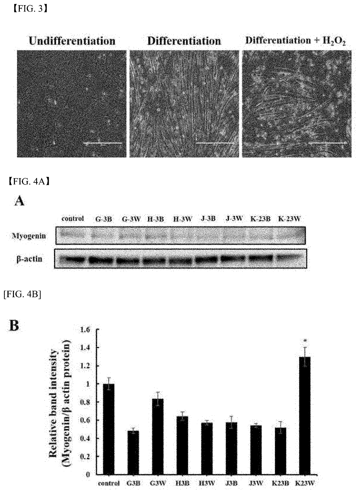 Composition for stimulating of myogenesis and prevention of muscle damage containing ginseng extract