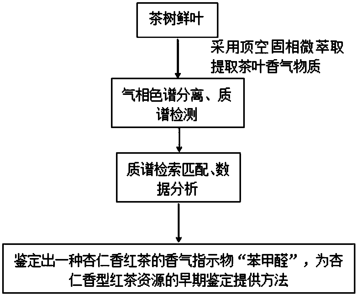 Seedling stage identification method of almond fragrance black tea resources