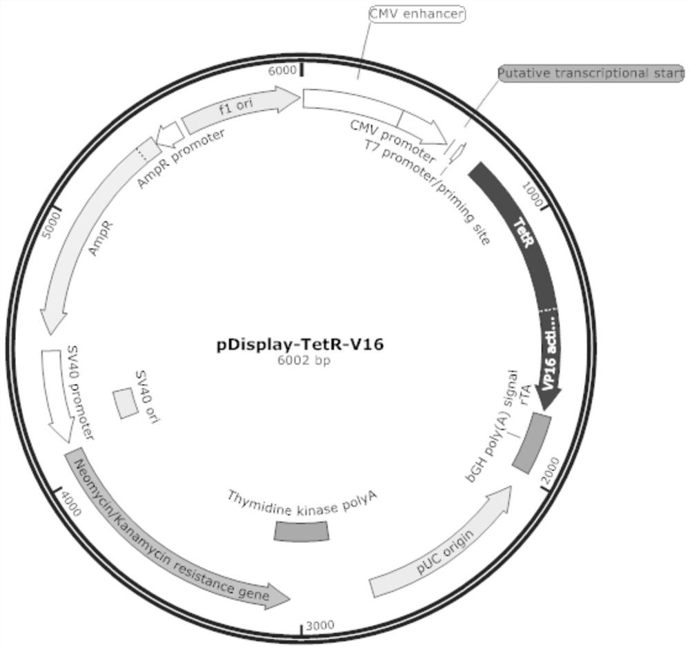Tetracycline regulatory protein mutant gene and application thereof in regulatory gene expression and environmental detection