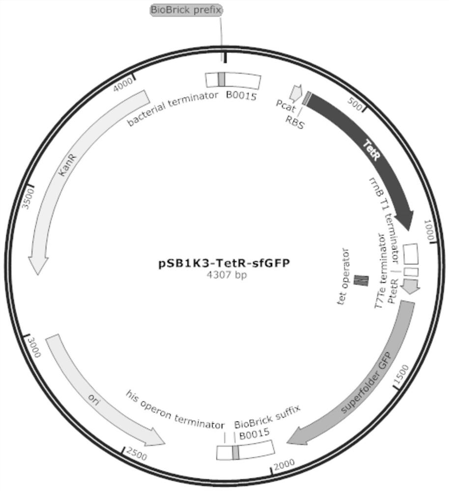 Tetracycline regulatory protein mutant gene and application thereof in regulatory gene expression and environmental detection