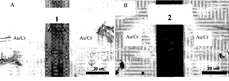 A field effect transistor device using carbon nanotubes as electrodes and its preparation method