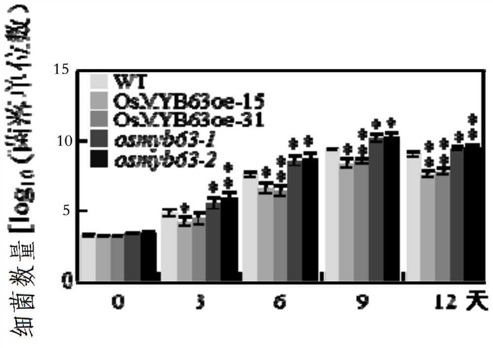 Application of osmyb63 gene in improving rice disease resistance