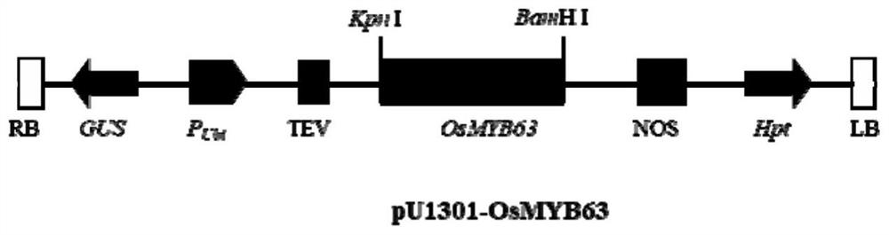 Application of osmyb63 gene in improving rice disease resistance