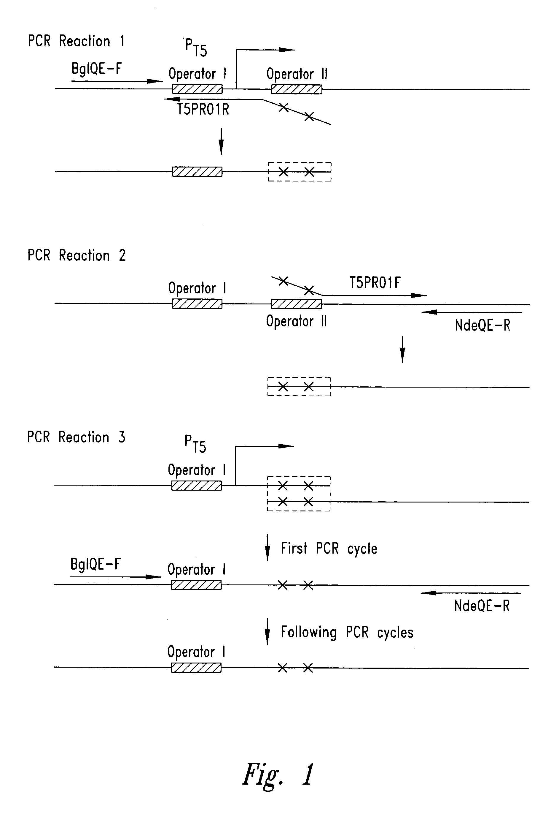 Efficient protein expression system