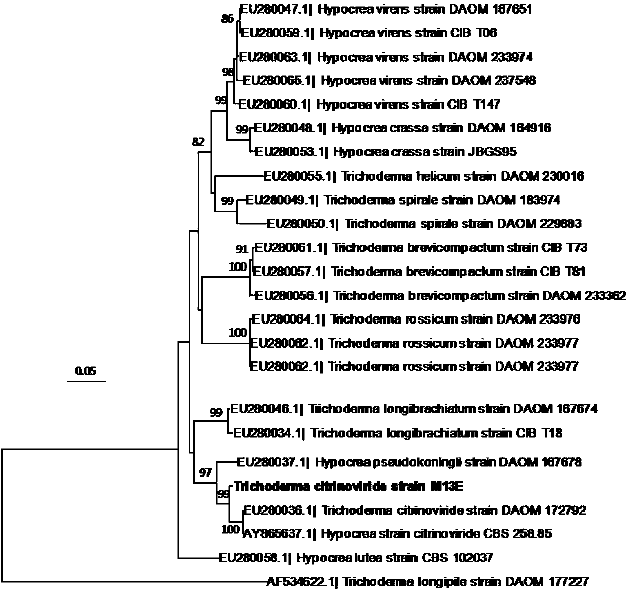 Trichoderma citrinoviride M-13 and application thereof