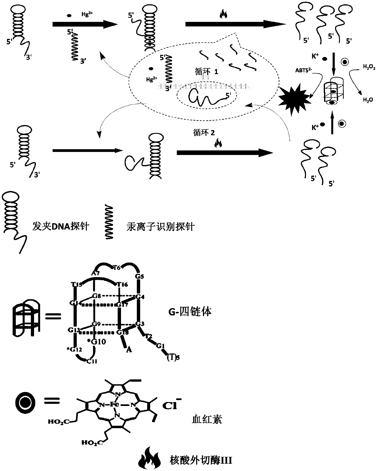 A mercury ion detection probe group, kit and mercury ion detection method based on exonuclease III