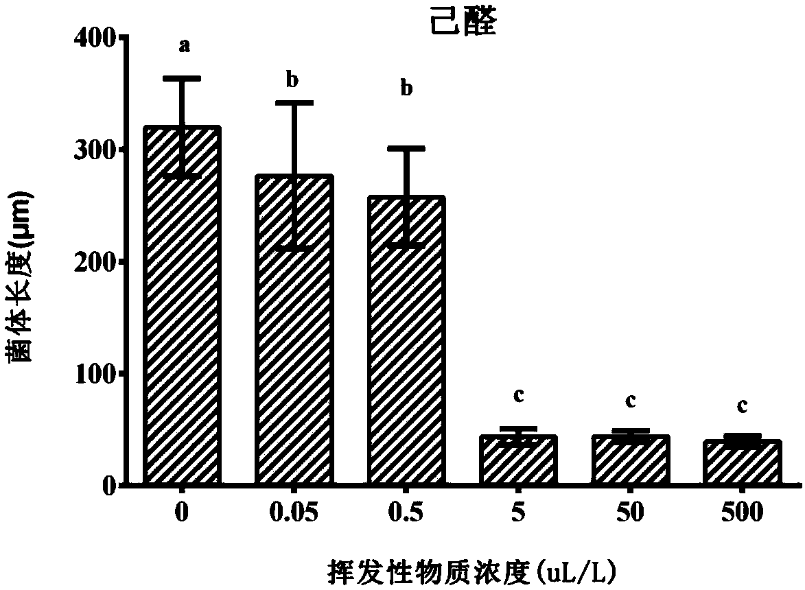 Application of C6 aldehyde volatile substance to inhibition of mycosphaerella fragariae