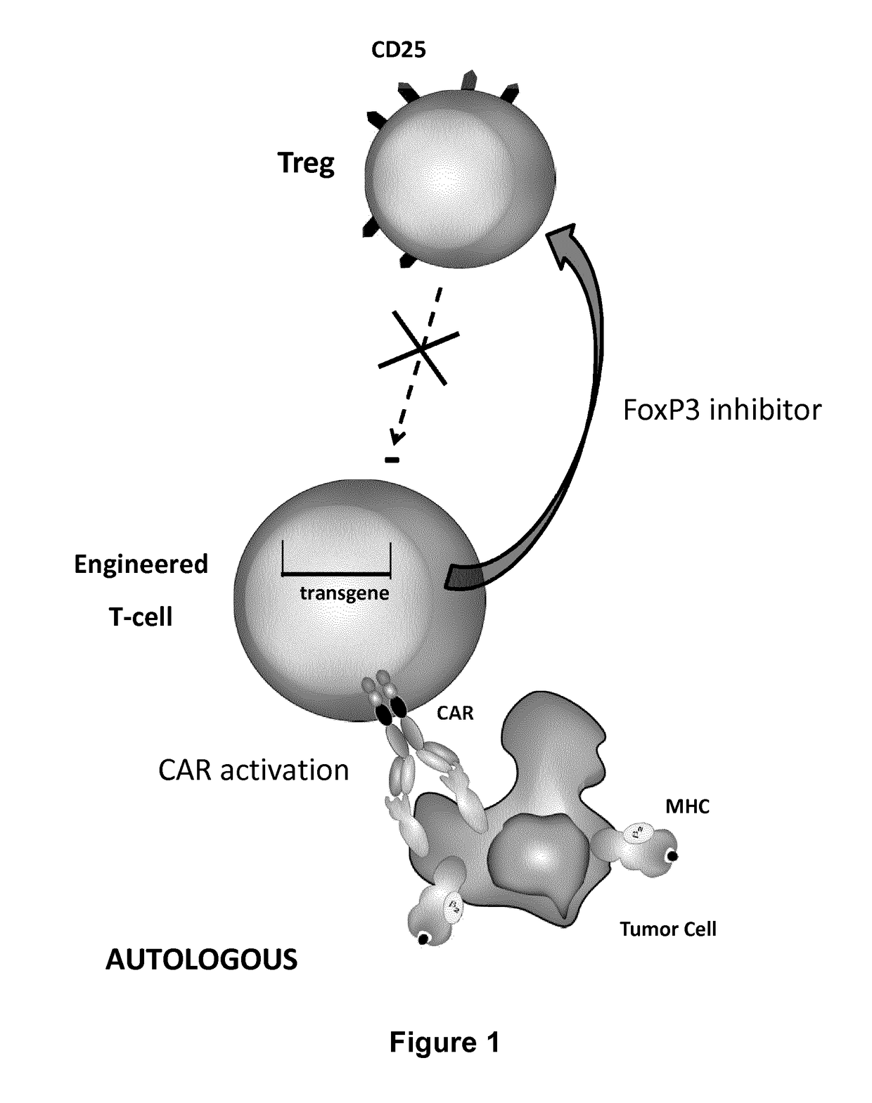 Method for in situ inhibition of regulatory t cells