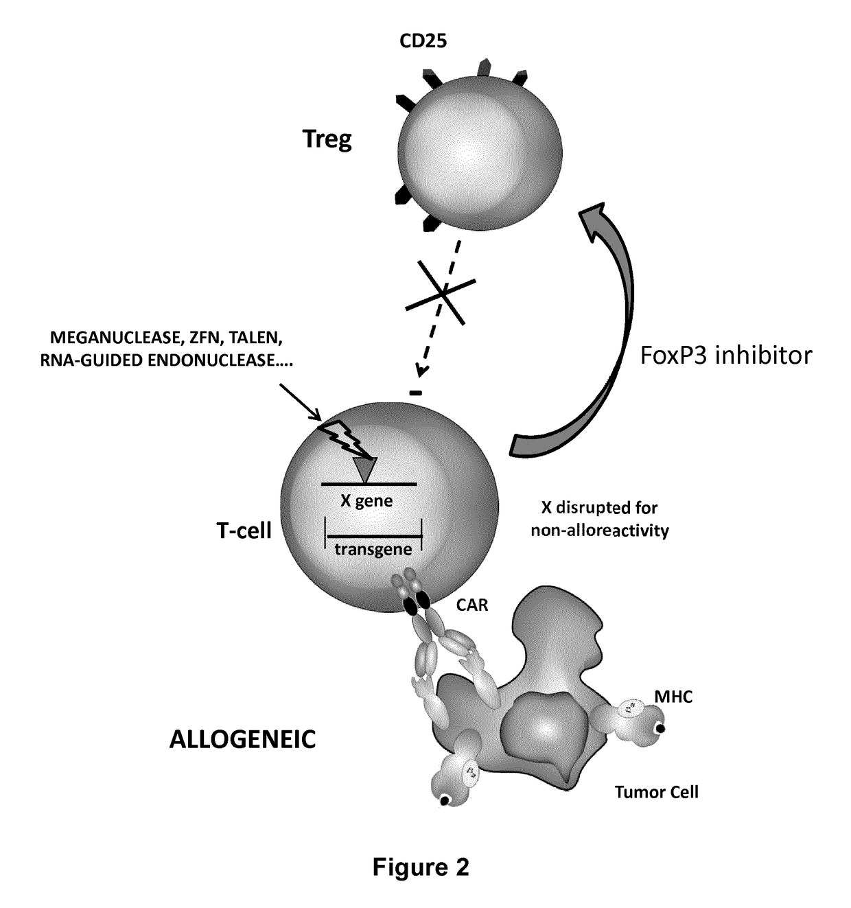 Method for in situ inhibition of regulatory t cells