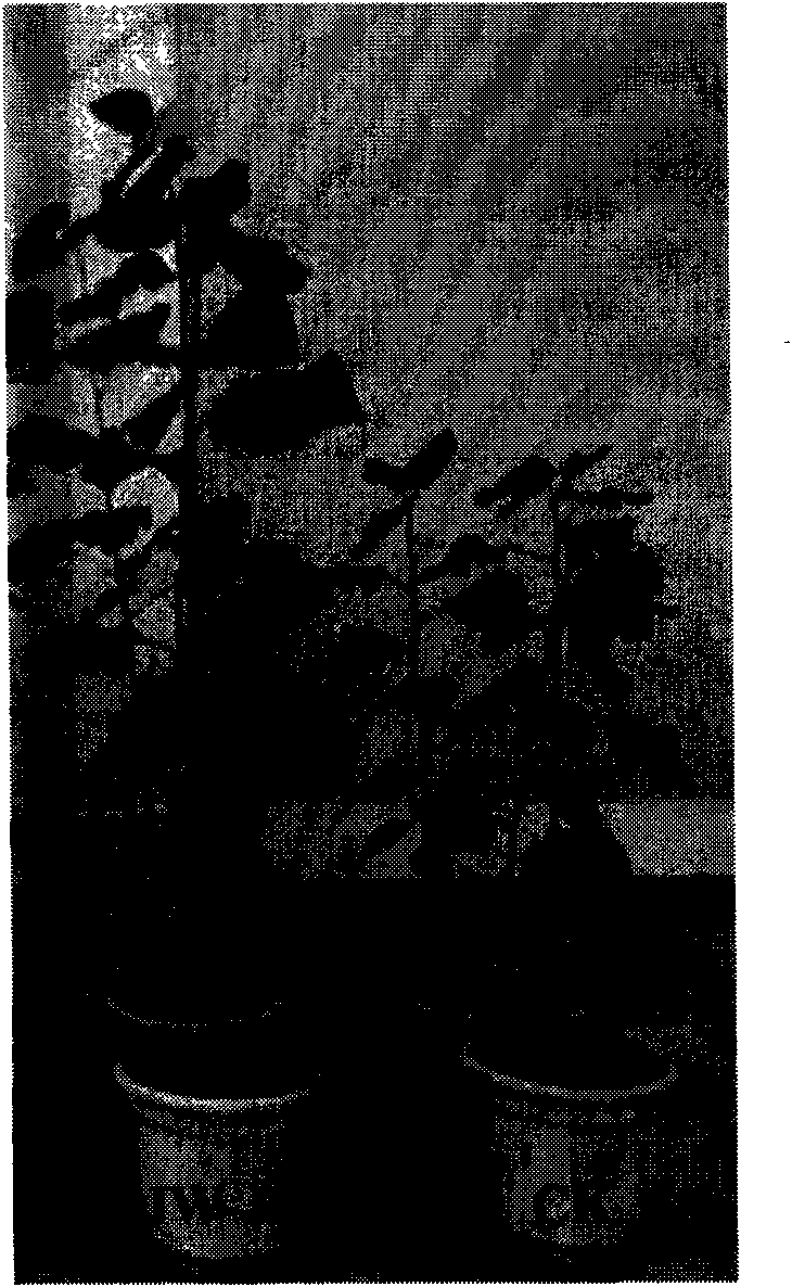 Pseudomonas fluorescens and application thereof in promoting growth of poplar