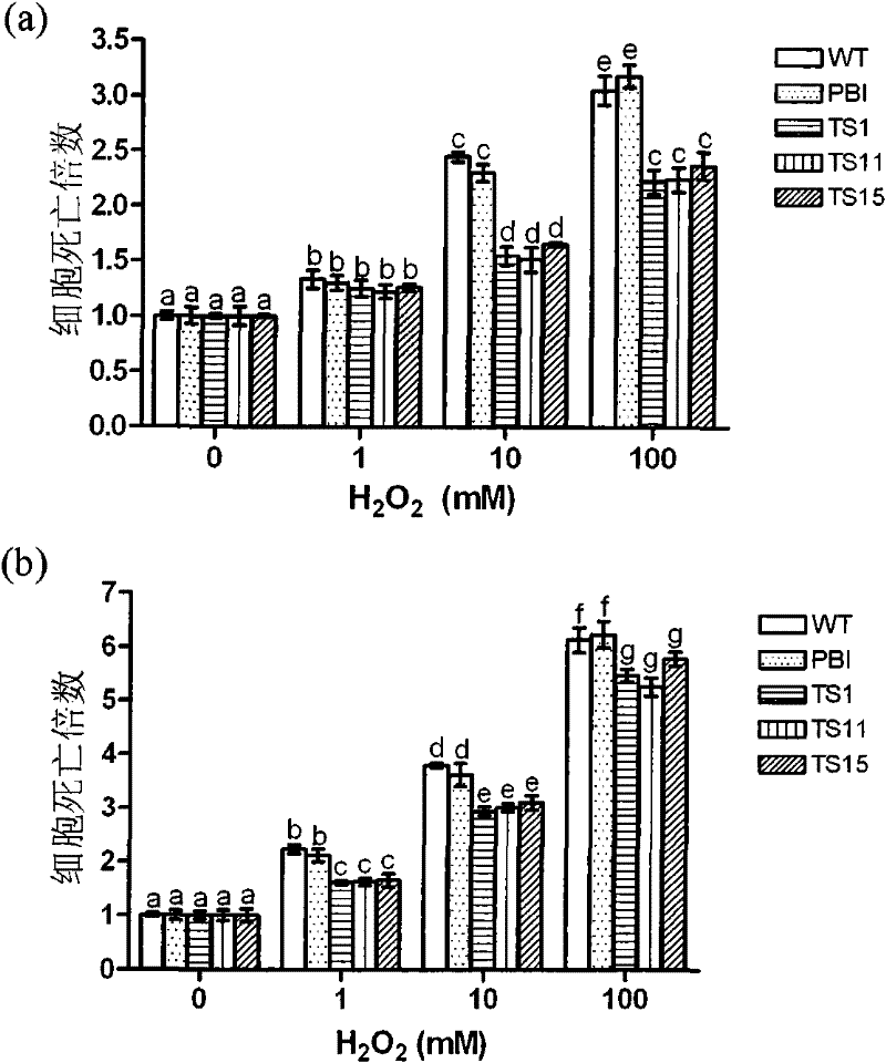 Application of Na+/H+ reverse transport protein and protein-coding gene thereof in culturing disease-resistant transgenic plant