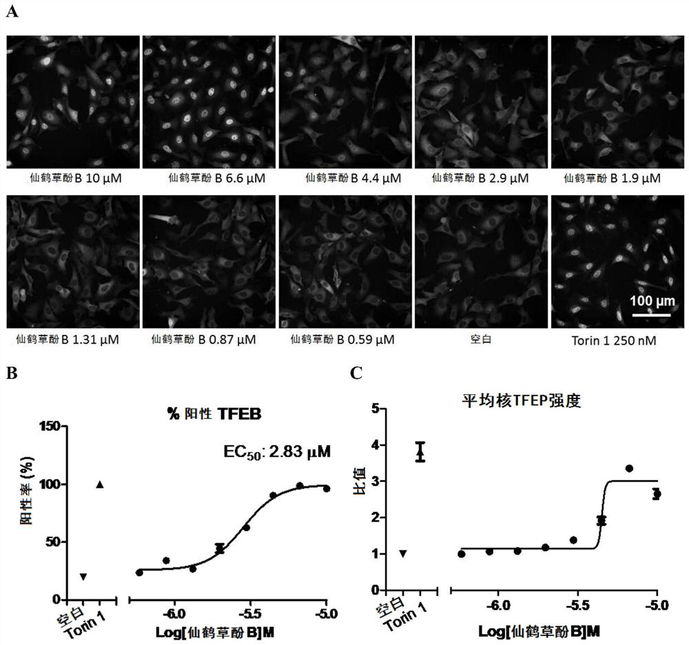 Use of Agrimol B as an Inducer of TFEB Nuclear Translocation