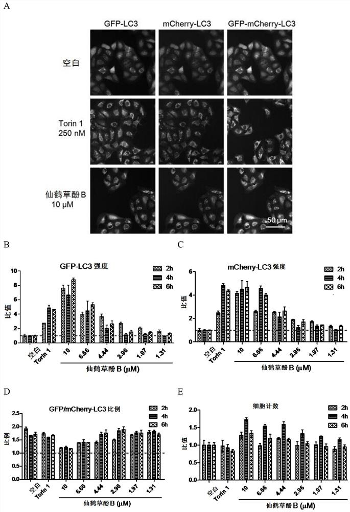 Use of Agrimol B as an Inducer of TFEB Nuclear Translocation