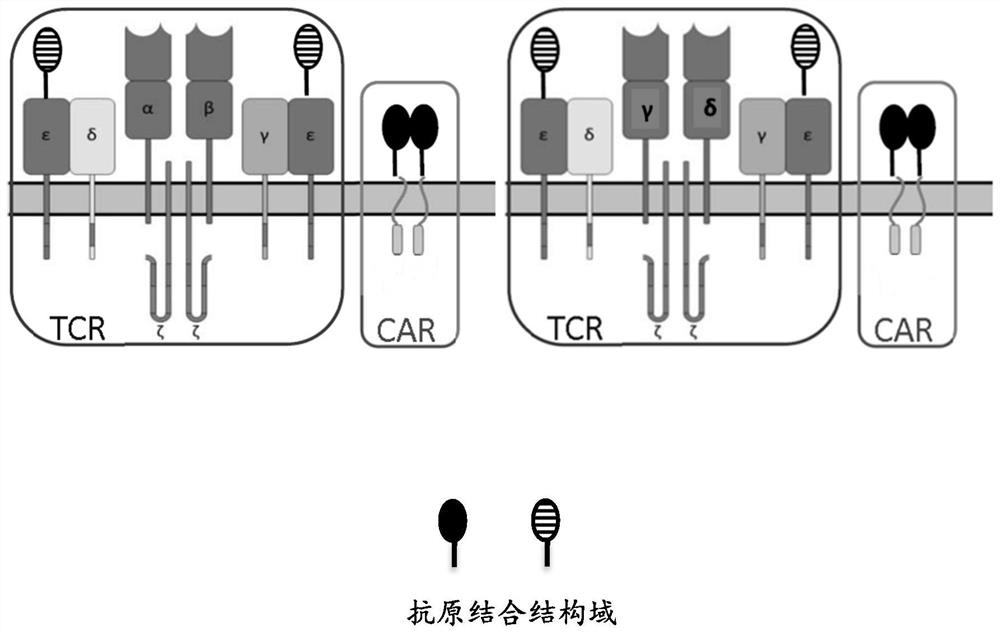 Engineered cells and uses thereof