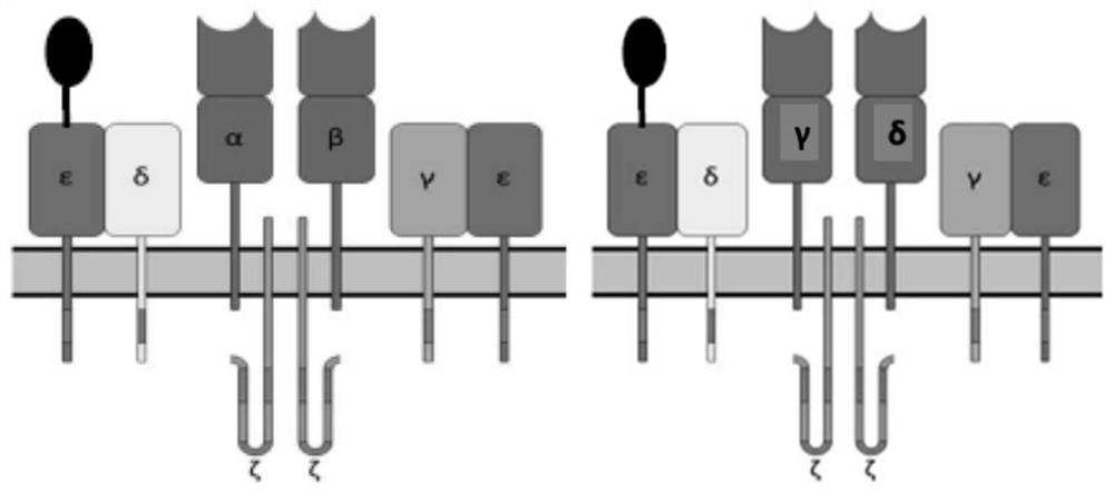 Engineered cells and uses thereof