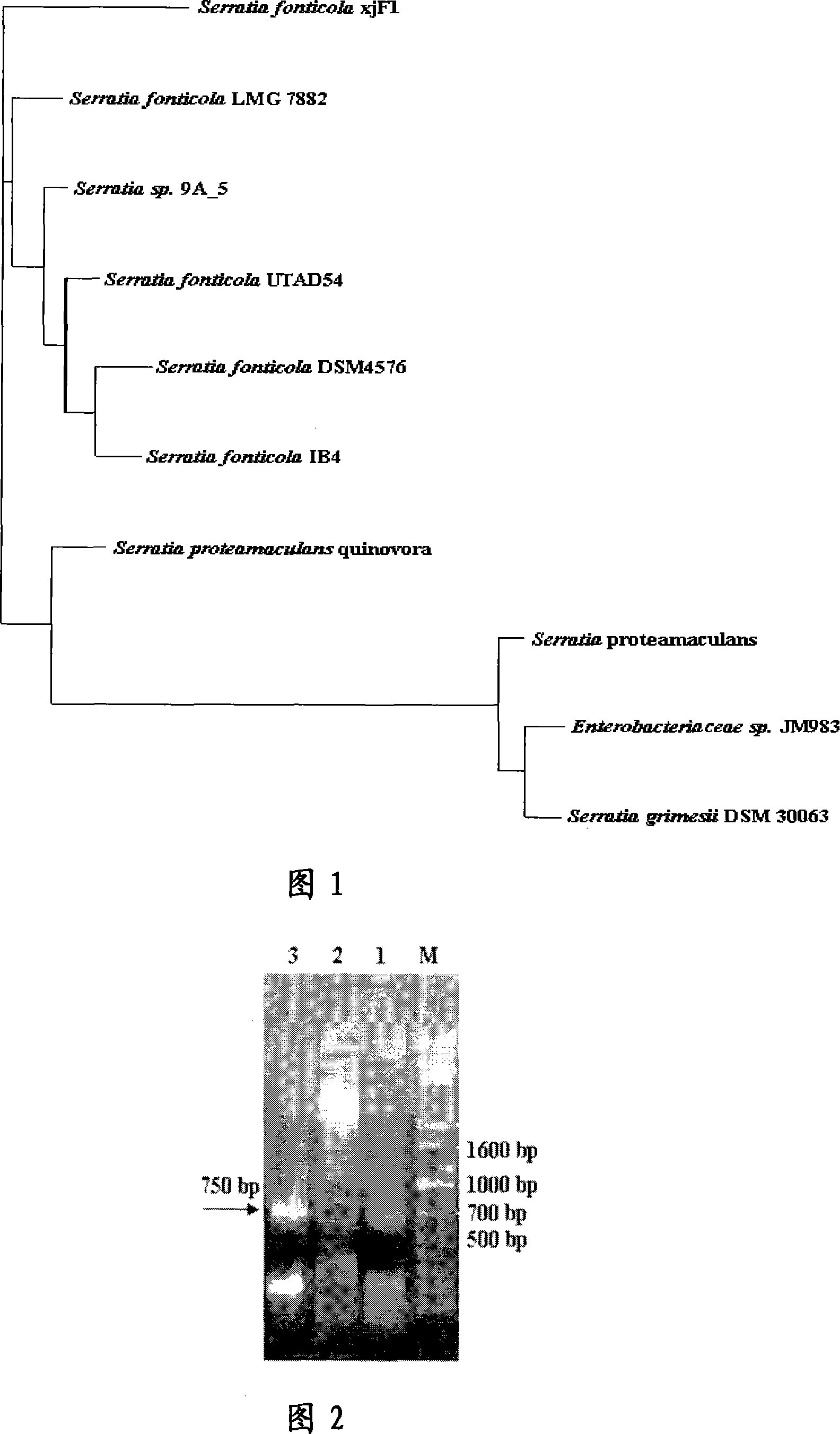 Low-temperature alkaline phosphatidase A1 and coding gene thereof
