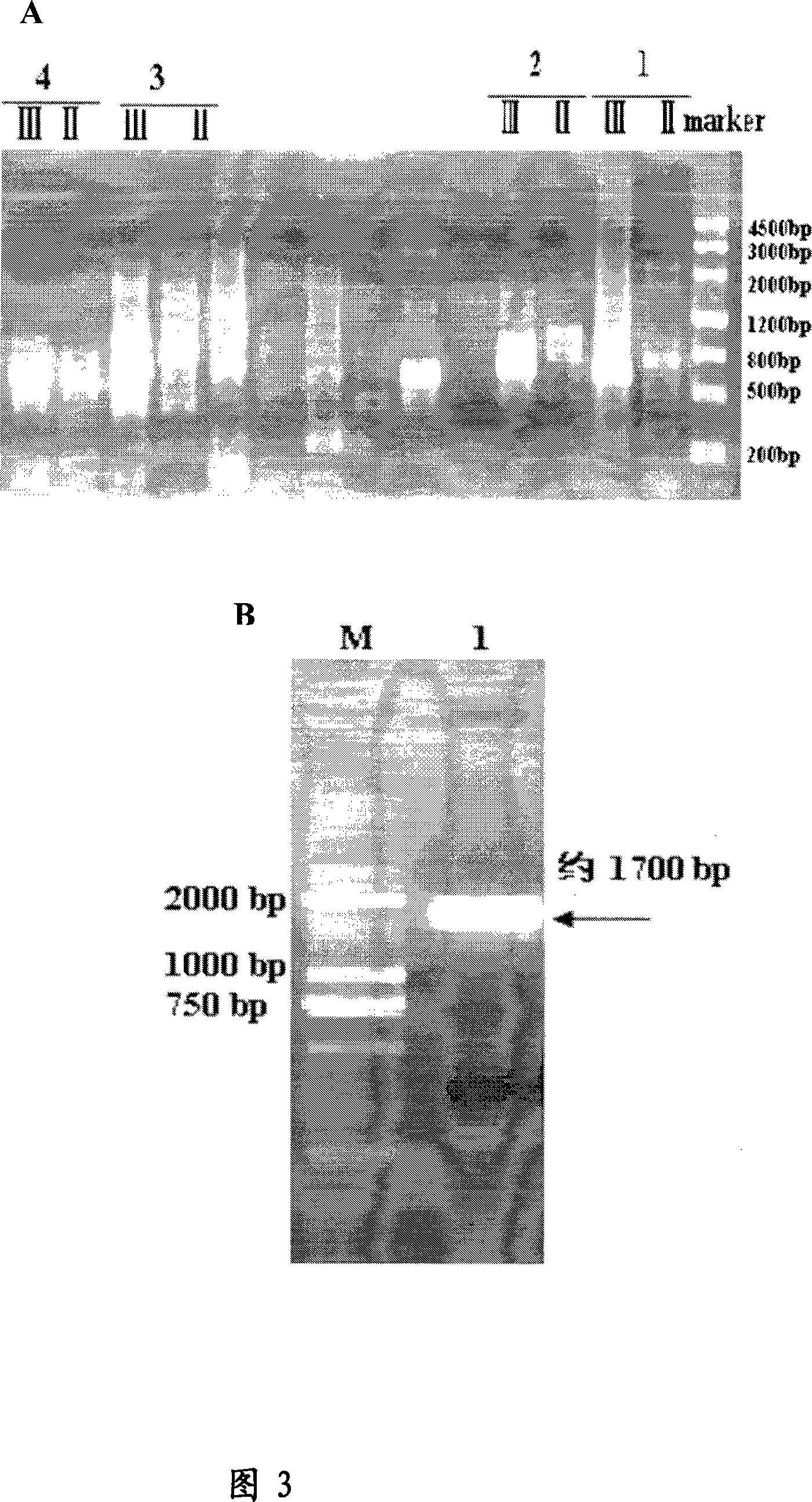 Low-temperature alkaline phosphatidase A1 and coding gene thereof