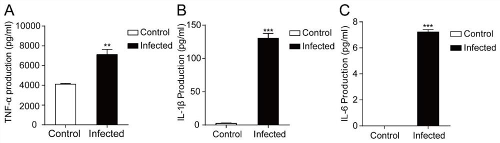 Application of m6A modified protein in preparation of toxoplasma gondii infection resisting medicine