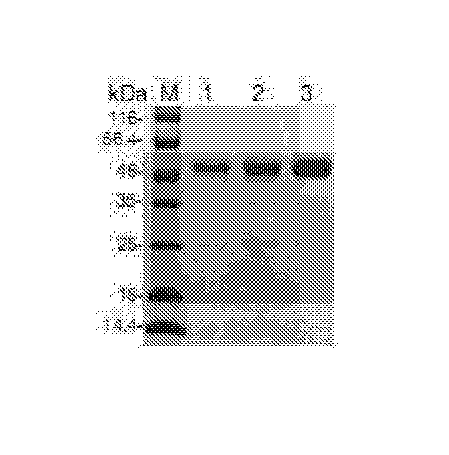 An Anti-ctla4 monoclonal antibody or its antigen binding fragments, pharmaceutical compositions and uses