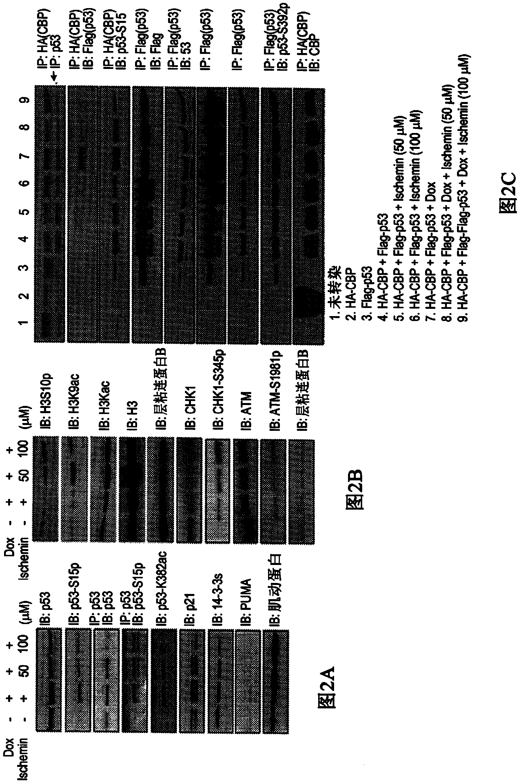 Inhibitors of bromodomains as modulators of gene expression