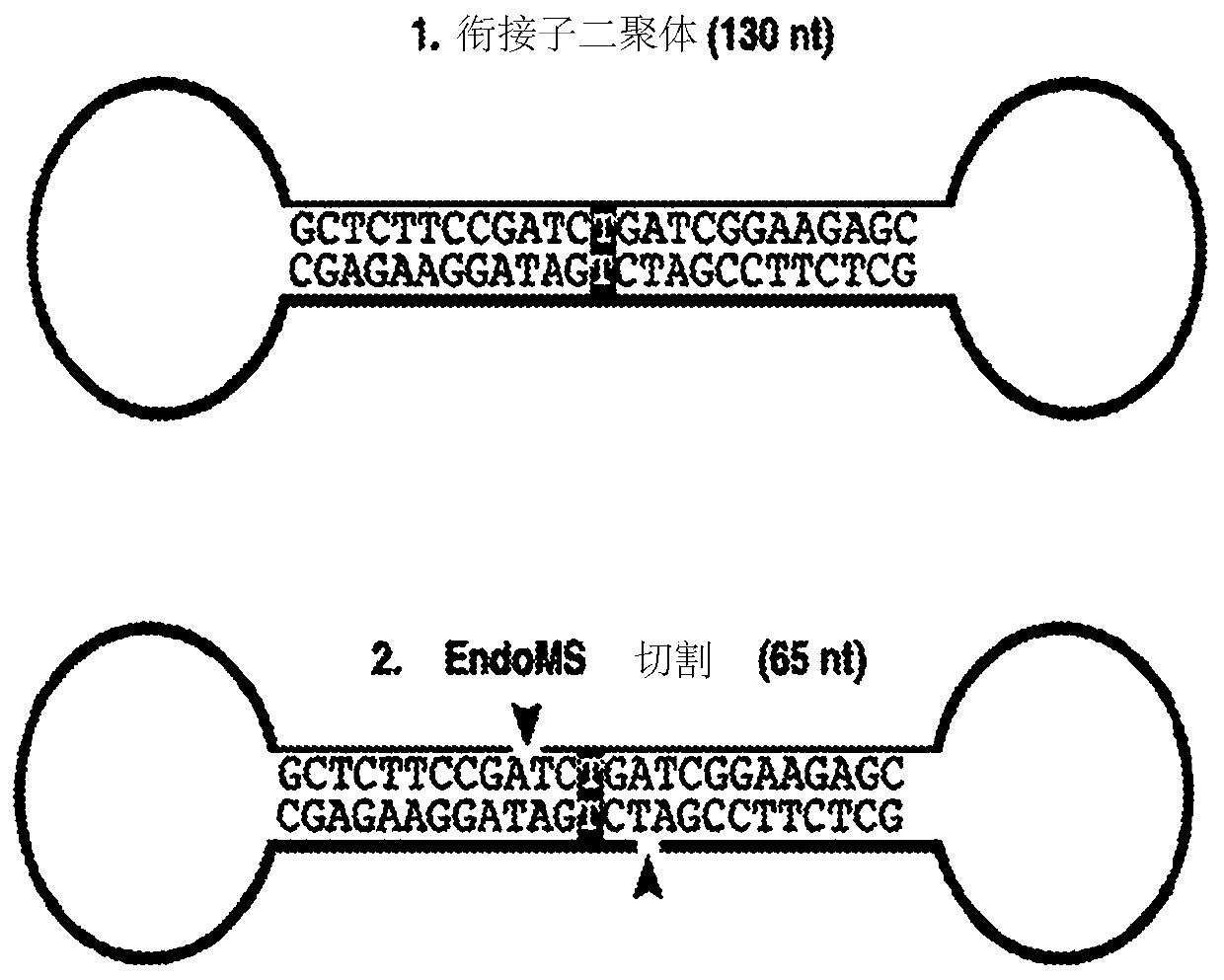 Method for removing and/or detecting nucleic acids having mismatched nucleotides