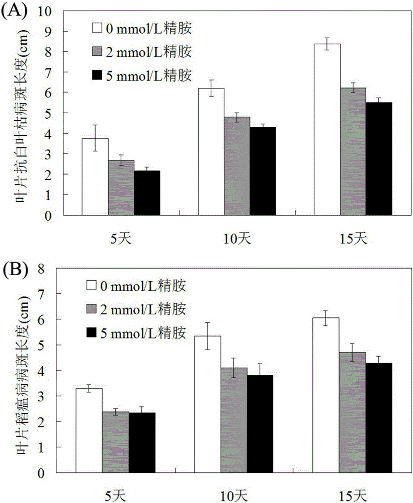 Method for improving rice resistance to bacterial leaf blight and rice blast through spermine induction treatment