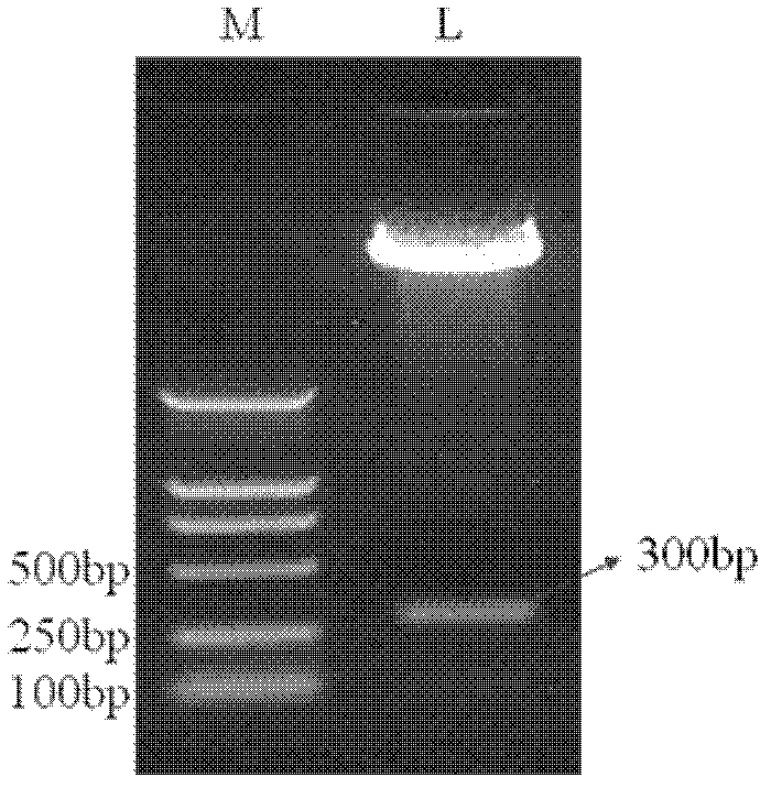 Recombinant adenovirus high expression vector pCAG-G1S0.7-HSP70C for promoting effective presentation of hantavirus fusion protein G1S0.7