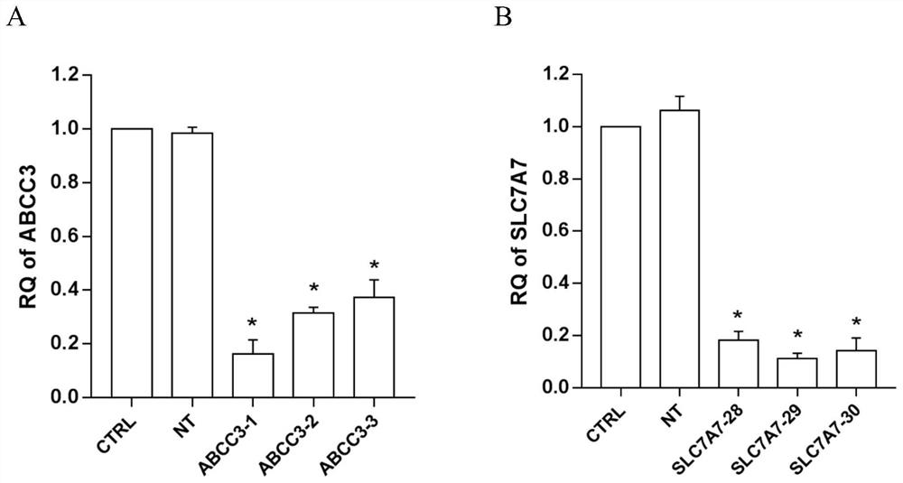 Application of ATP-binding cassette transmembrane transport subfamily c member 3 in preparation of drugs for prevention and treatment of enterovirus 71 infection