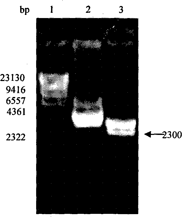 Fused protein of human serum albumin and human granulocyte colony stimulating factor mutant, and preparation thereof