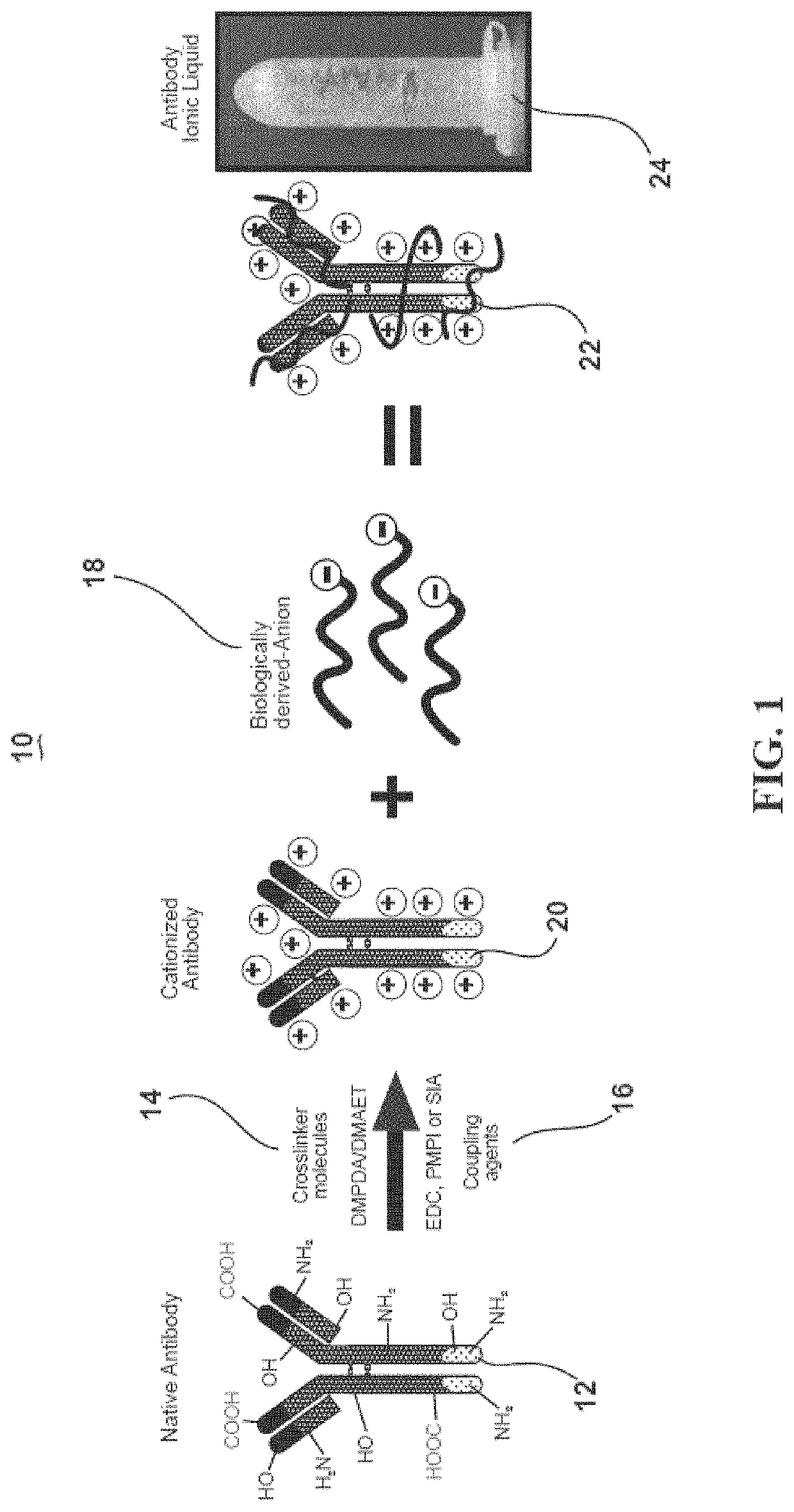 Ultra-stable protein ionic liquids