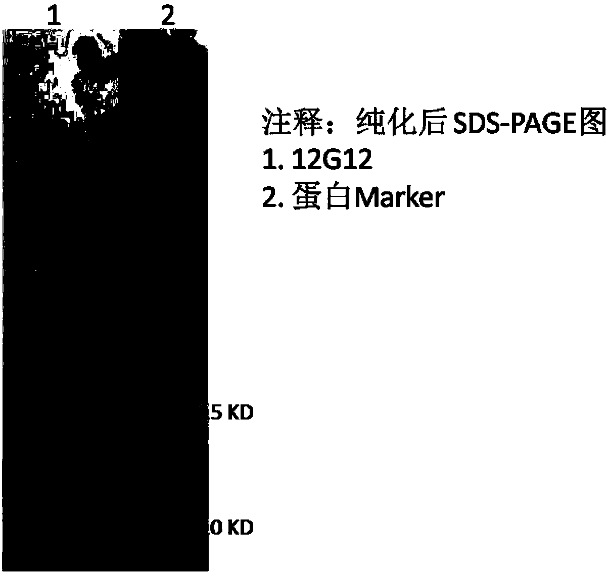 Protein sequence 12G12 and application thereof