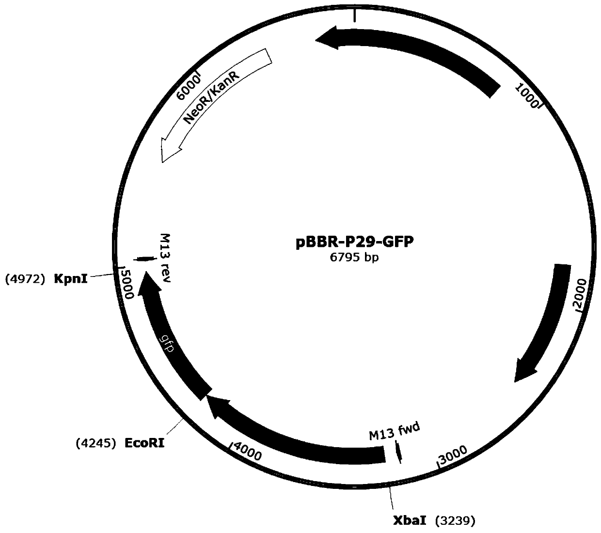 Strong promoter and application thereof in vitamin B&lt;12&gt;-producing strains