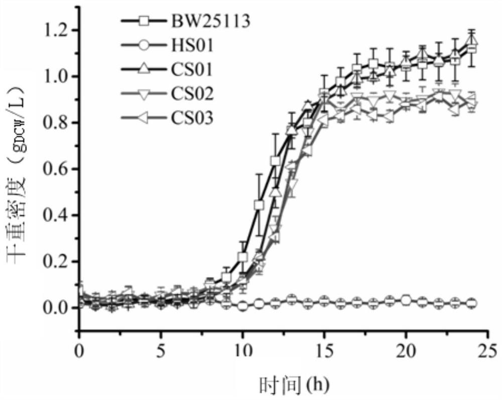 Tricarboxylic acid cycle-free Escherichia coli chassis bacteria as well as construction method and application thereof