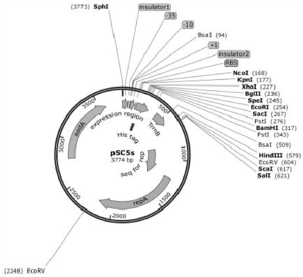 Tricarboxylic acid cycle-free Escherichia coli chassis bacteria as well as construction method and application thereof