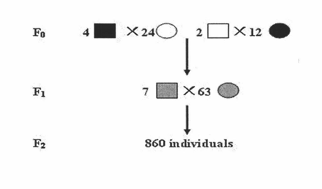 Gallinaceous visfatin gene 9bp indel polymorphism detection method and application thereof