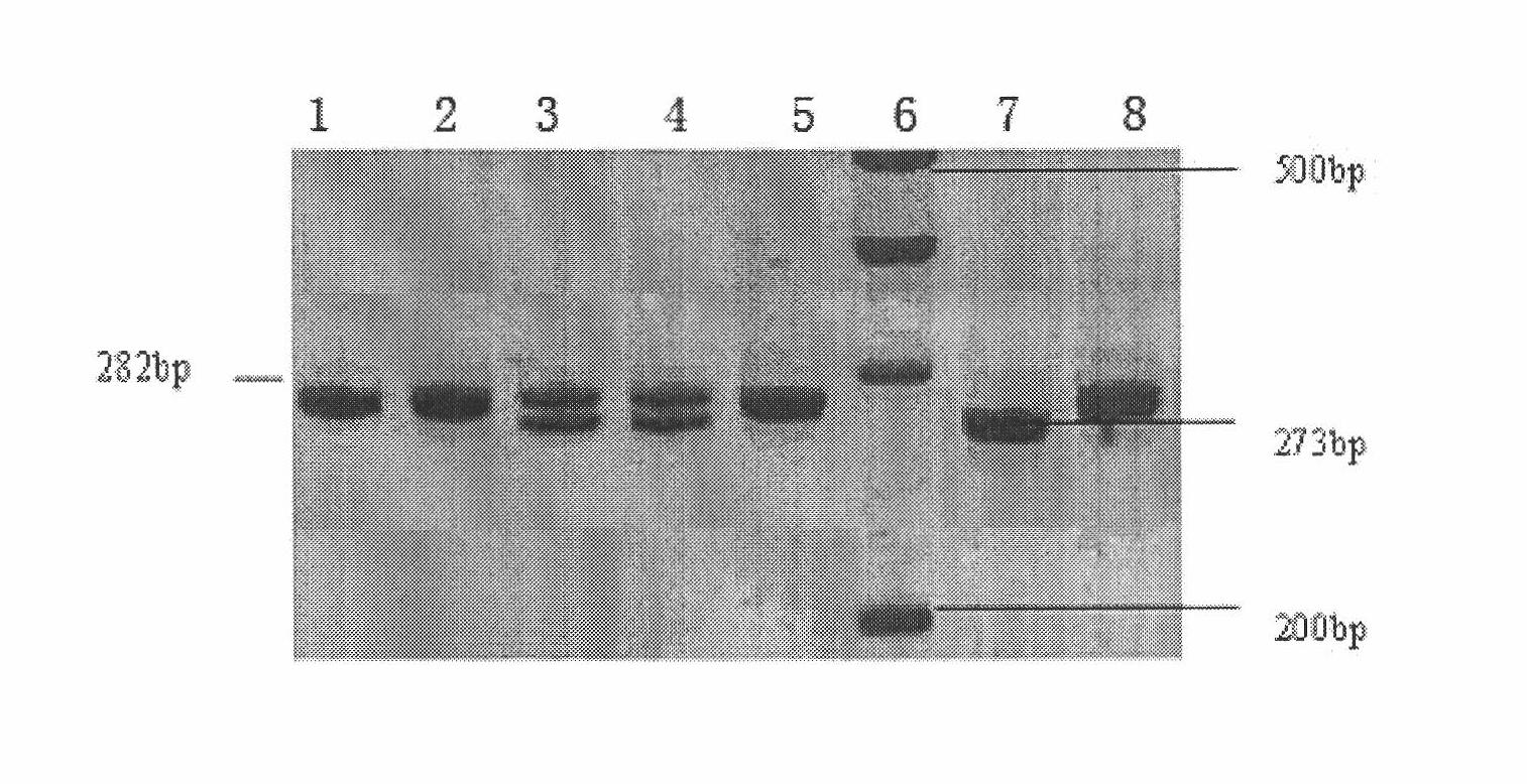 Gallinaceous visfatin gene 9bp indel polymorphism detection method and application thereof