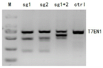CRISPR-Cas9 method for specifically knocking out human CCR5 gene and sgRNA for specifically targeting CCR5 gene
