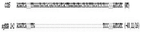 CRISPR-Cas9 method for specifically knocking out human CCR5 gene and sgRNA for specifically targeting CCR5 gene