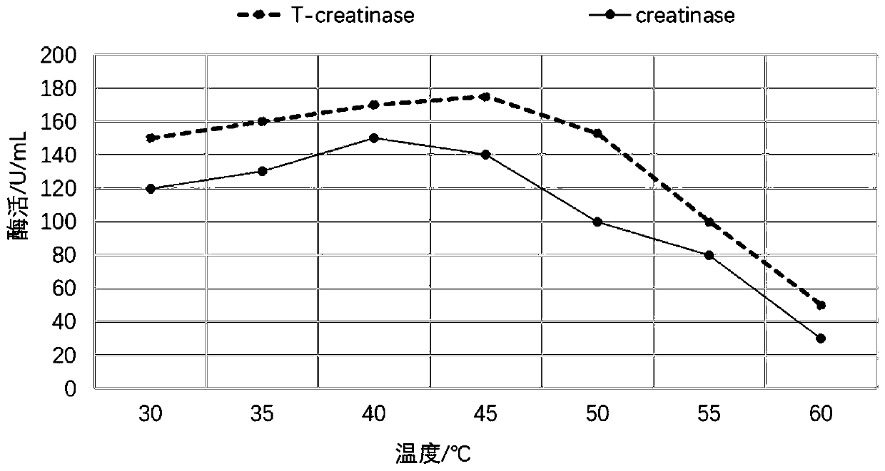 A kind of improved highly active thermostable creatine hydrolase and its application