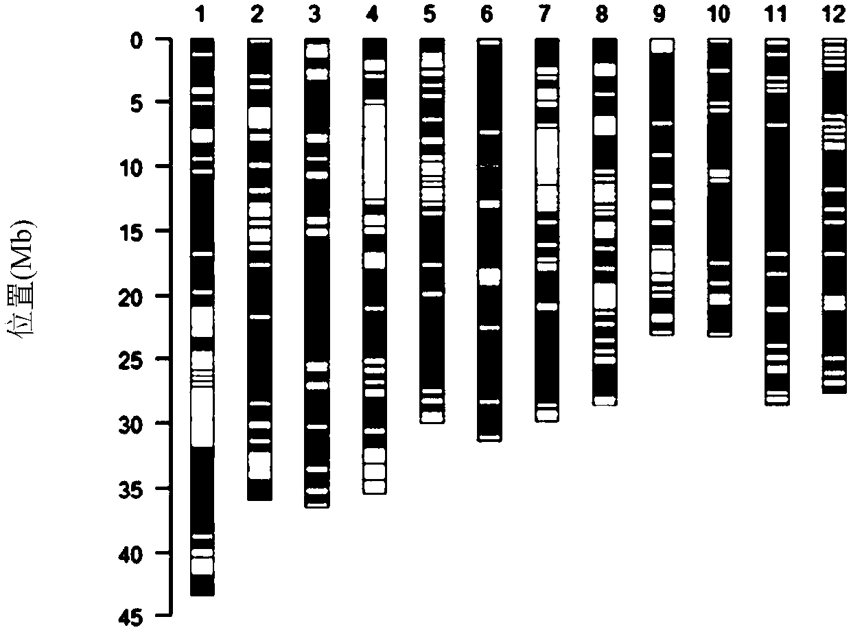 Rice genome recombinant nucleic acid fragment RecCR012612 and detection method thereof