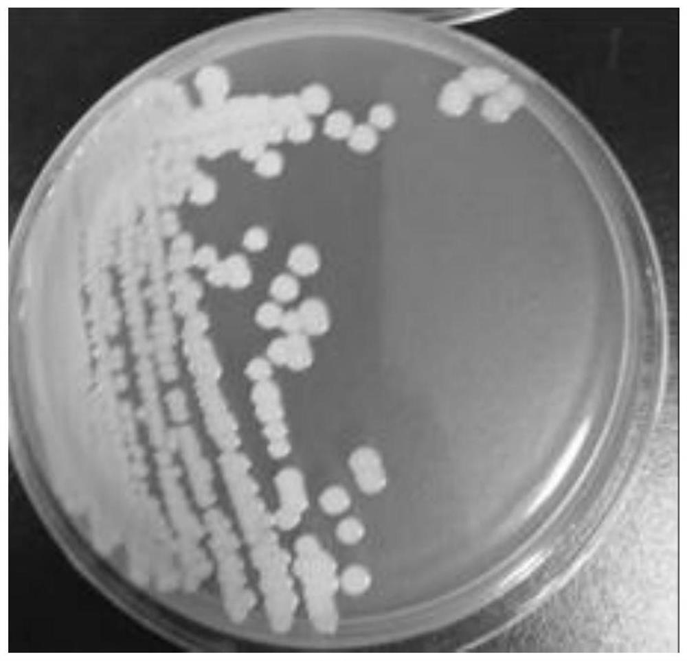 A kind of saline-alkali land improving microorganism and its application