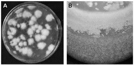 Armillaria selection marker and transgenic strain construction method