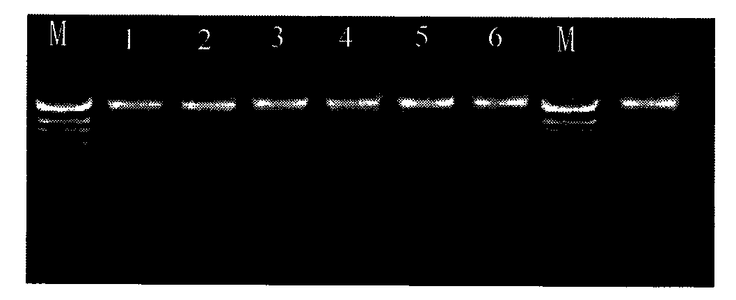 Method for extracting and purifying DNA