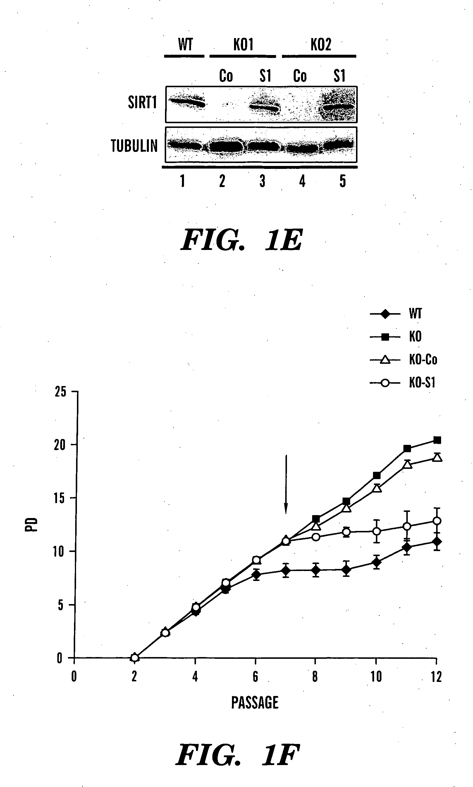 Methods for extending the replicative lifespan of cells