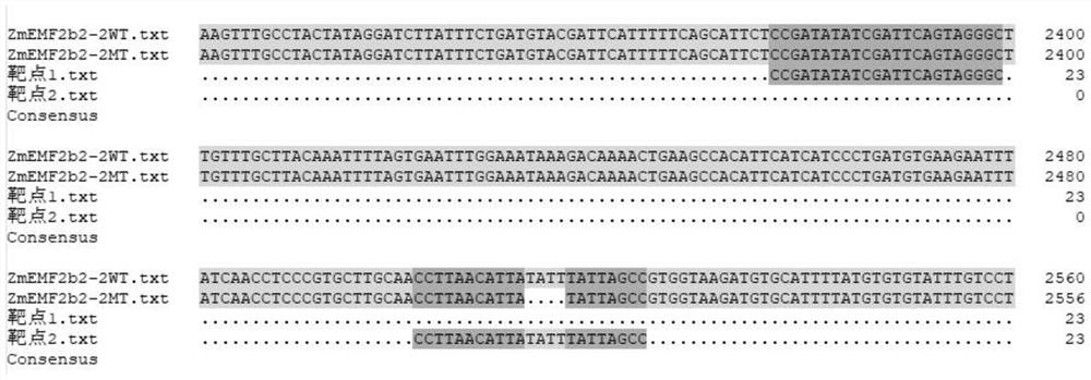 Method for creating corn dwarfing material based on ZmEMF2b/2-2 gene