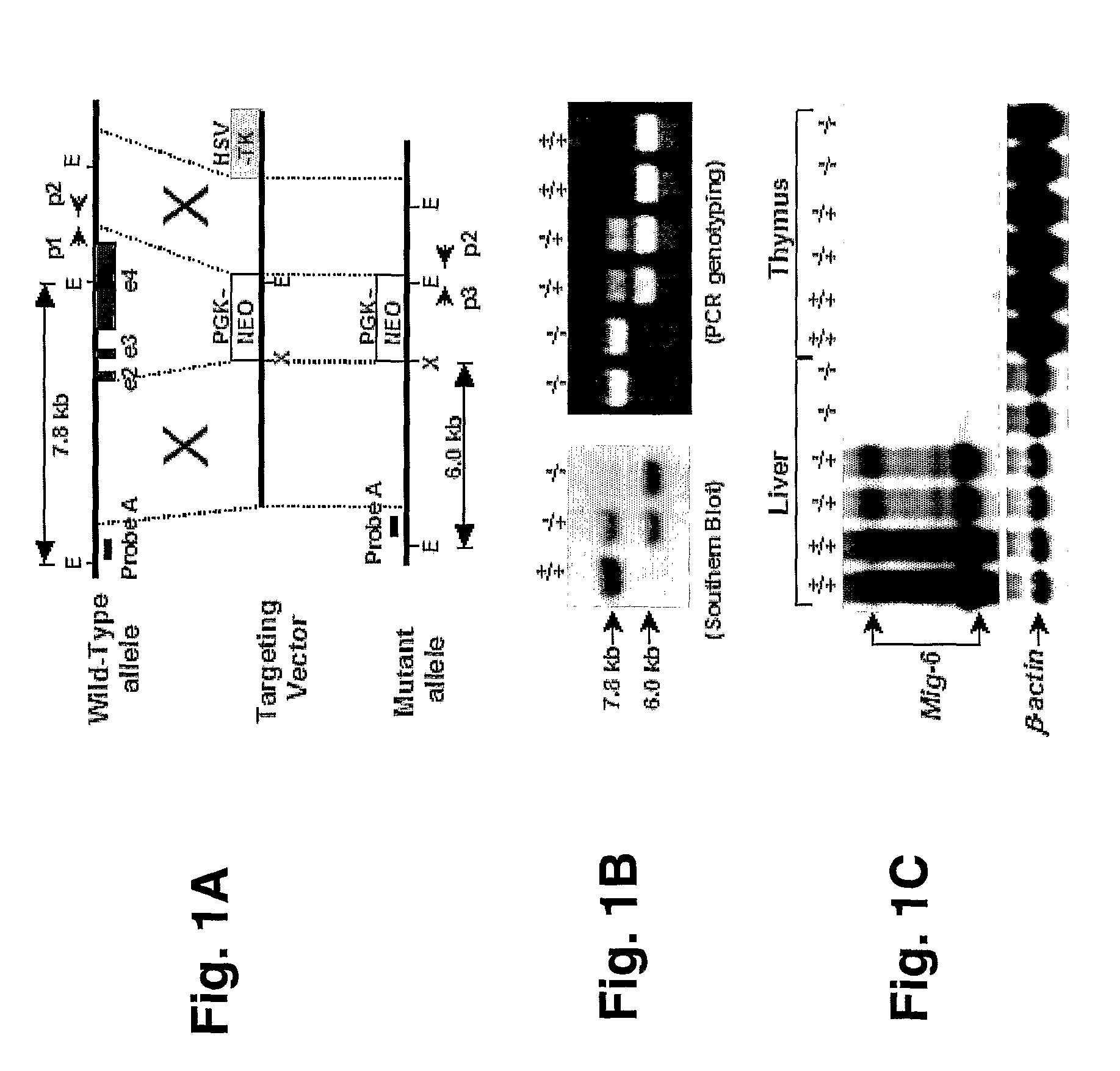 Mig-6 knockout mice and elucidation of association of Mig-6 with early onset degenerative joint disease and role as a tumor suppressor