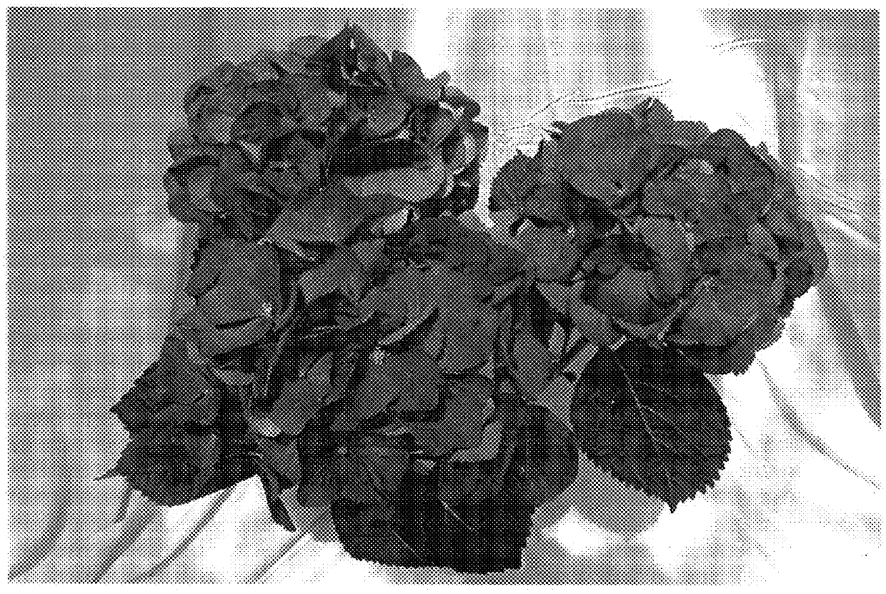 Hydrangea plant named `BC6.1`